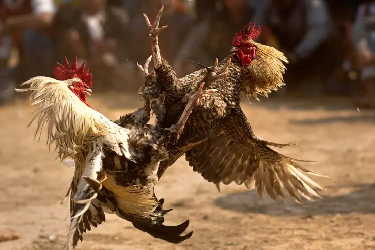 Đá gà trực tiếp Bet168